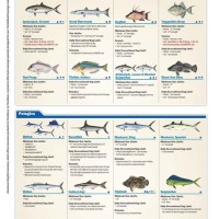 Florida Charter Fishing Regulations