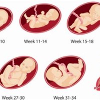 28 Weeks Pregnant Chart