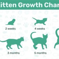 4 Month Old Kitten Growth Chart