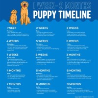 4 Month Old Puppy Growth Chart