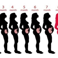 8th Month Of Pregnancy T Chart