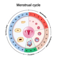 Accurate Ovulation Calendar 038 Fertility Chart