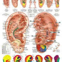 Acupressure Points Charts