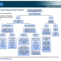 Aerobic Gram Negative Rods Flowchart