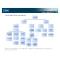 Aerobic Gram Positive Rods Flowchart