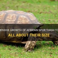 African Spurred Tortoise Growth Chart