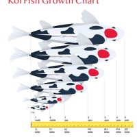 Age Koi Fish Size Chart