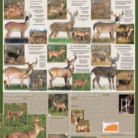 Aging Deer On The Hoof Chart