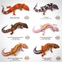 All Leopard Gecko Morphs Chart