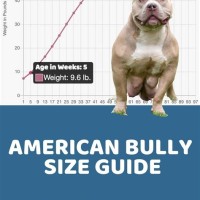 American Bully Growth Chart