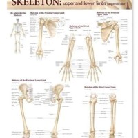 Anatomical Chart Pany Lippincott Williams 038 Wilkins