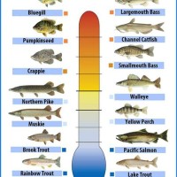 Aquarium Tropical Fish Temperature Chart