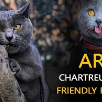 Are Chartreux Cats Friendly