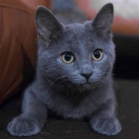 Are Chartreux Cats Rare