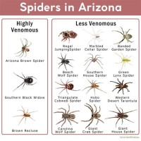 Arizona Spiders Identification Chart