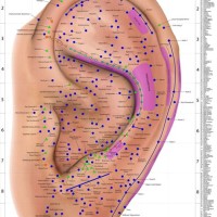 Auricular Acupuncture Points Chart