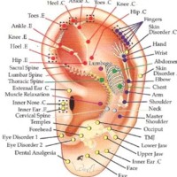 Auriculotherapy Acupuncture Chart