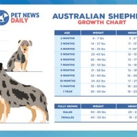 Aussie Shepherd Growth Chart