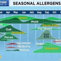 Austin Allergy Season Chart