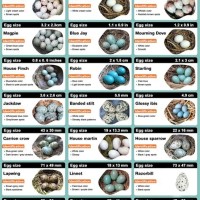 Australian Bird Egg Identification Chart