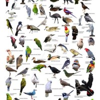 Australian Bird Identification Chart