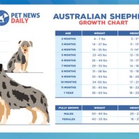 Australian Shepherd Growth Chart Pounds