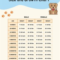 Australian Shepherd Puppy Growth Chart