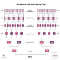 Autosomal Dna Testing Parison Chart