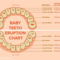 Babies Teeth Growth Chart