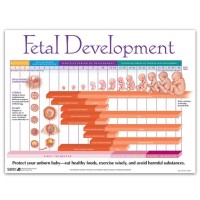 Baby Development Chart During Pregnancy