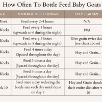 Baby Goat Bottle Feeding Chart