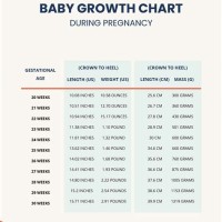 Baby Growth Chart During Pregnancy Pictures