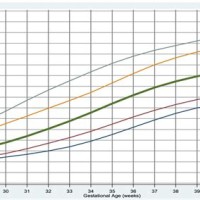 Baby Growth Chart Gestational Age