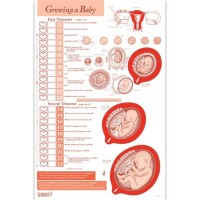 Baby Growth Chart In Womb