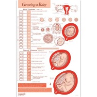 Baby Head Size Chart During Pregnancy