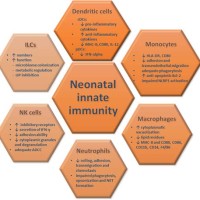 Baby Immune System Development Chart