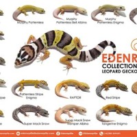 Baby Leopard Gecko Morphs Chart