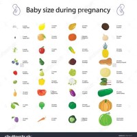 Baby Size Chart By Week Not Fruit