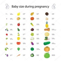 Baby Size Chart During Pregnancy Fruit