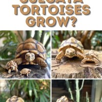 Baby Sulcata Tortoise Size Chart