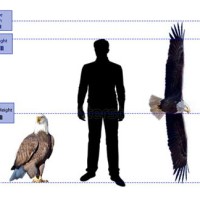 Bald Eagle Size Chart