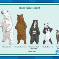 Bear Bottom Size Chart