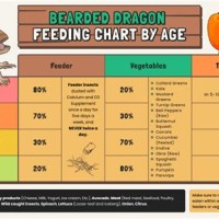 Bearded Dragon Feeding Chart