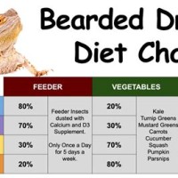Bearded Dragon Food Chart Daily