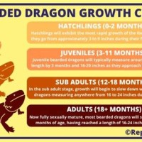 Bearded Dragon Growth Rate Chart