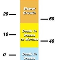 Bed Bug Cold Temperature Chart