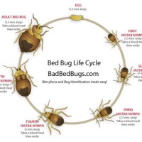 Bed Bug Growth Chart