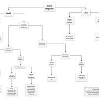 Bergey Gram Negative Flowchart