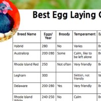 Best Egg Laying Ens Chart