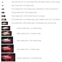 Betta Fry Growth Chart